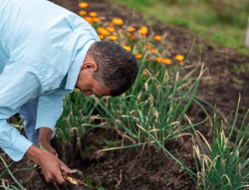 Hoe begin je een moestuin in je tuin?