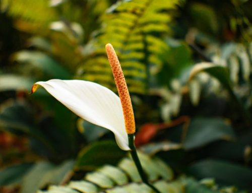 Luchtzuiverende planten: De natuurlijke krachtpatsers voor een gezonder binnenklimaat